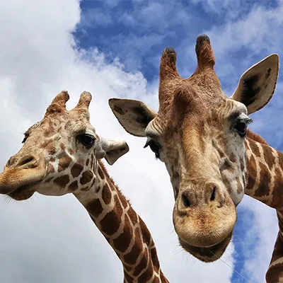 九州自然動物公園アフリカンサファリ