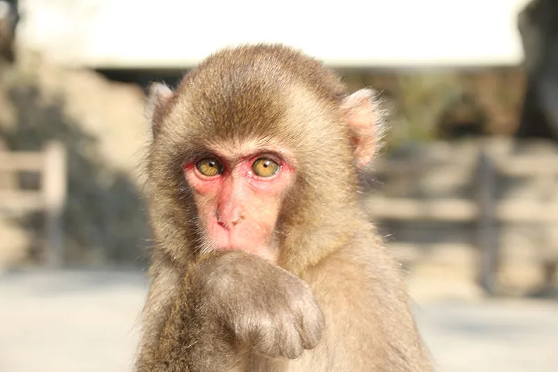 高崎山自然動物園