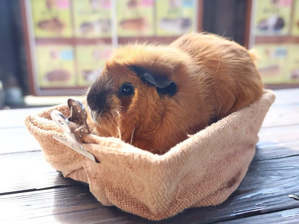 鹿児島市平川動物公園