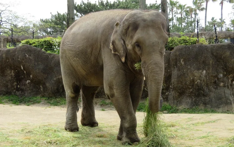 宮崎市フェニックス自然動物園