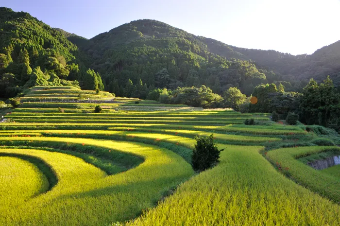 江里山の棚田