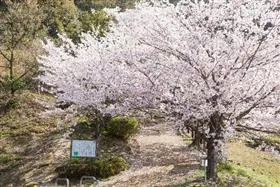 桜山公園