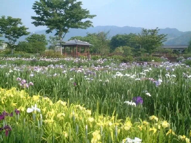 大和中央公園花しょうぶ園