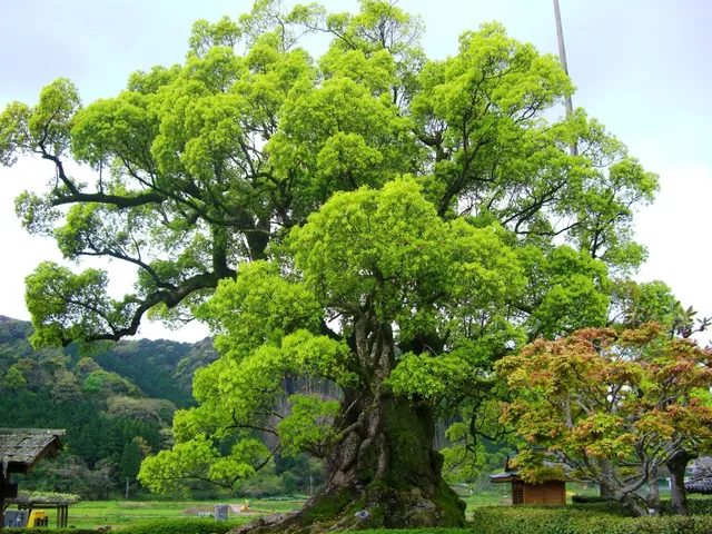 川古の大楠公園