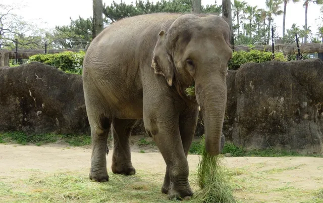 宮崎市フェニックス自然動物園