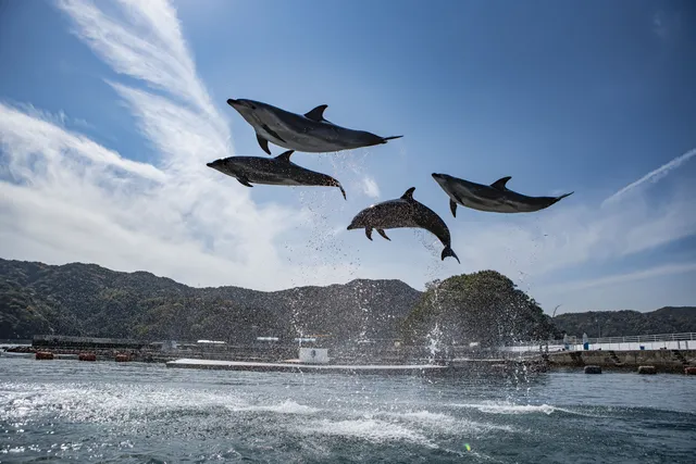 うみたま体験パーク「つくみイルカ島」