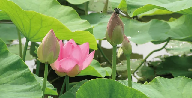 大町町二千年蓮池公園