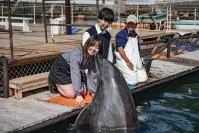 うみたま体験パーク つくみイルカ島